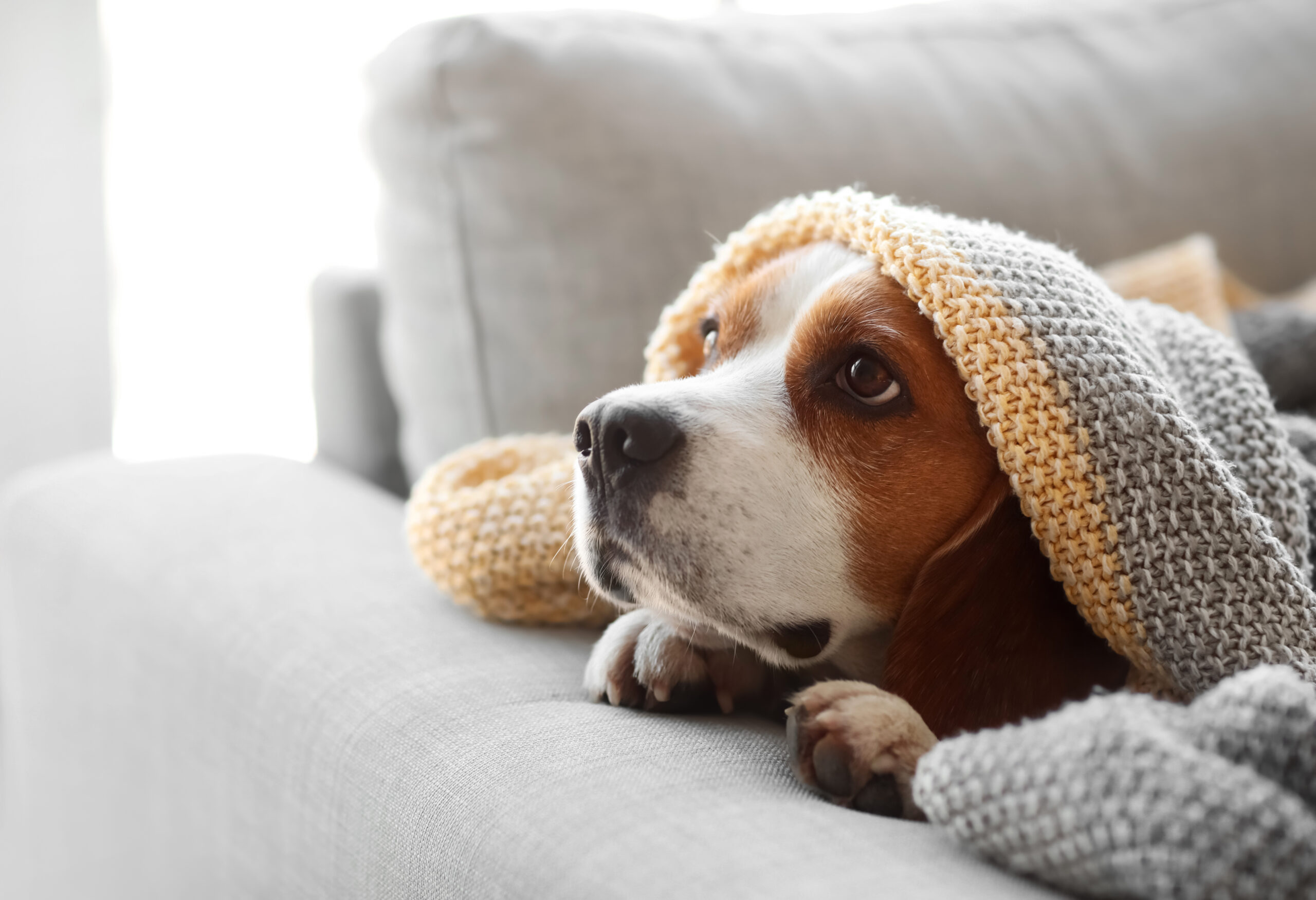 犬にも花粉症がある！？原因と対策をご紹介